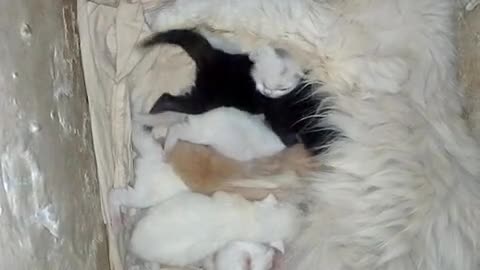 Aww new born cat babies🤩❤️😍😘