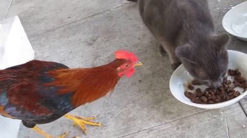 Cat vs Chicken ( Real Fight )