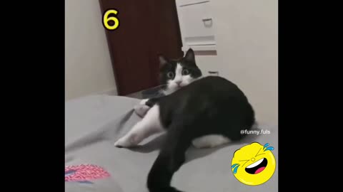 Funny cat fart sound 🤣