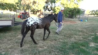 Arkeo 2022 appaloosa colt