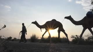 Camel and journey