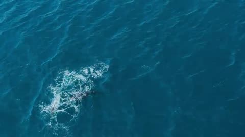 Orca Grandmother Defeats Great White Shark with One Blow | Queens