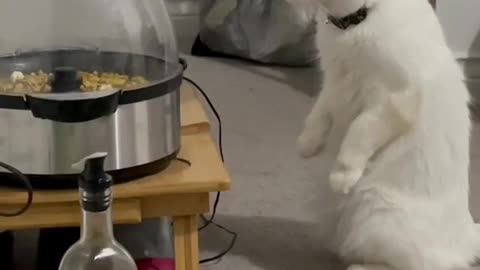 Funny video 😂Cat shocked to see popcorn machine |
