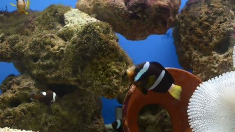 Underwater Dreams - The dancing Clown fish