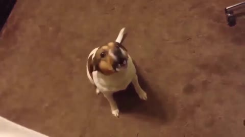 Hilarious Funny Cute Dog Barking Compilation 2020