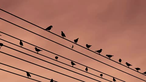 Many 3D birds perched on power lines