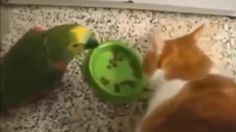 Cats doing funny things||cute cats🐈🐈🐈||funny cats