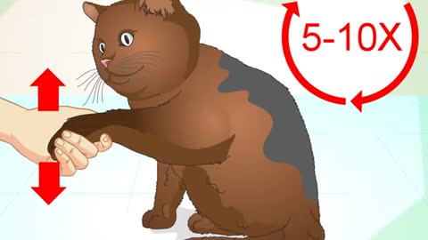 How to Train Your Cat Right Now