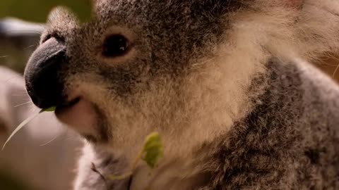 A small cute koala eating leaves