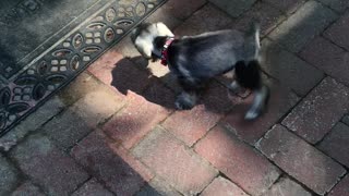 Schnauzer Puppy Gets First Ball