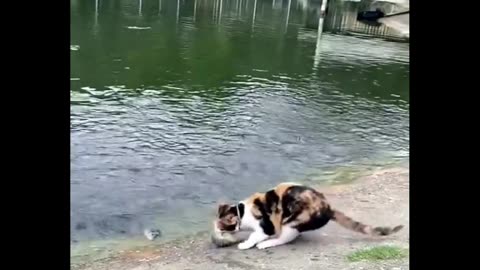 Cat amazing video