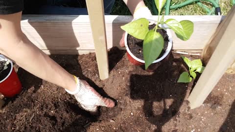 Transplanting pepper plants fabric pot/ garden bed