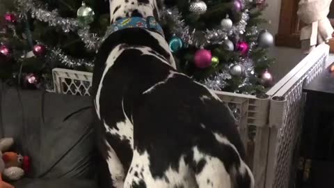 THE GREAT DANE Dog Video 115 - Great Dane Compilation - Tallest Dog in The World