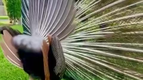 Gorgeous Bird 🦚