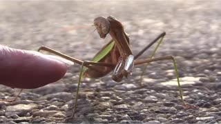 Music video of lady trying to touch praying mantis leg