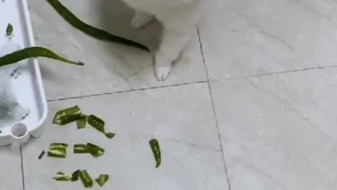 When Cute Puppy eat chilli