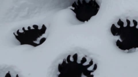 The Devil's Footprints Of Devon