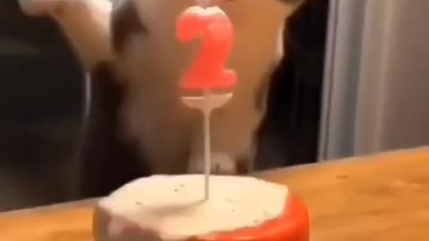 Cat birthday party