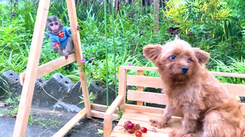 Monkey Baby goes to harvest fruit on the farm with cute puppy