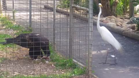 Eagle Attacks Bird At Feahterdale Wildlife Park, Sydney, Australia,