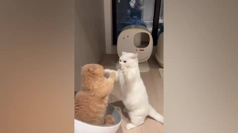 Two cats are quarrelling