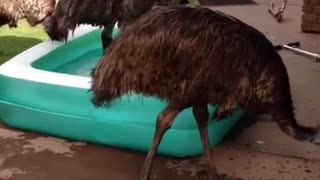 Emu's in the pool!