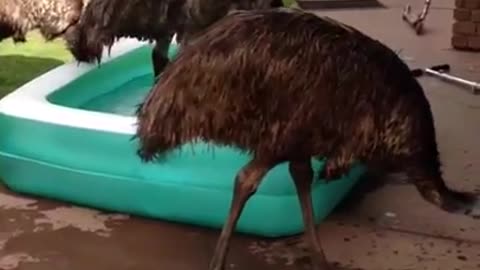 Emu's in the pool!