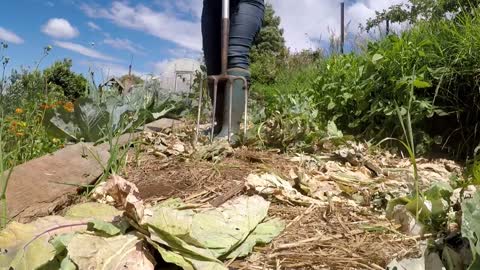 Preparation of My No Dig Permaculture Veggie Beds