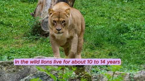 fascinating facts about lions: