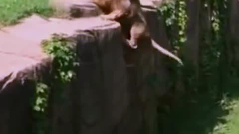 Big Lion High Jump #shorts