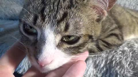 Small Cat Licks My Hand and Is Startled by Noises