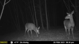 Whitetail Deer on Trail Camera