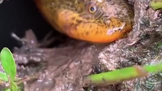 #Shorts​​​​​​​​​ Unique Fishing 🧐 Catching Yellow Monster Eel Fish From Under Deep Mud #37