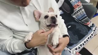 White dog in owner's lap getting chin touched