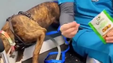 Abused dog feels love again