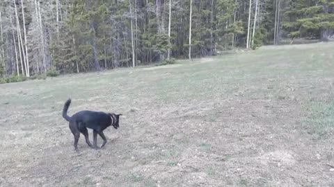 dog walk Carson national Forest New Mexico