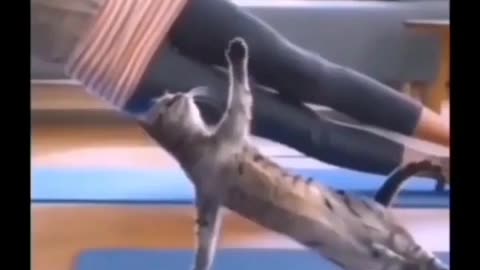 Cat Yoga time 😜