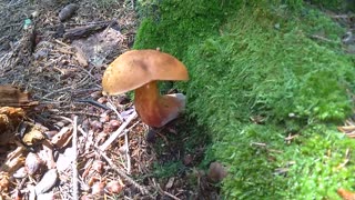 Mushroom