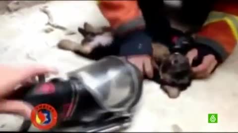 Bomberos heciendo un RCPpara salvando la vida a un cachoro pero murio hora después