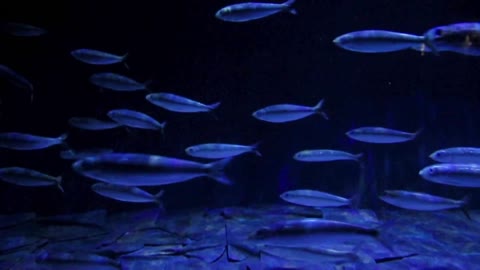 Aquarium with bubbles NO MUSIC Low light for SLEEP TFKTWA VIRTUAL AQUARIUMS dj brenda black