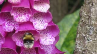 A Bee having a pee