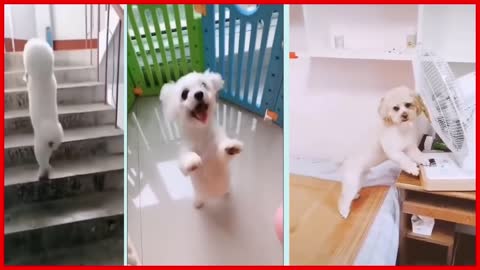 Funny_Cute_Dog || Very Intelligent Dogg