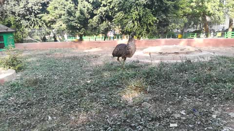 Princess Emu Walking Freely Inside Her Nest