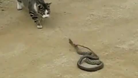 Cat and Snake