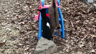 Goat Bucklings Trying to Figure Out Slide