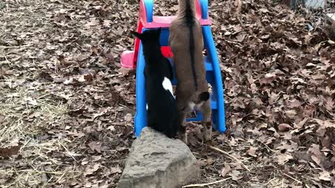 Goat Bucklings Trying to Figure Out Slide