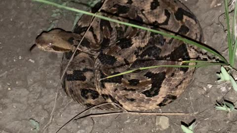 Timber Rattlesnake Unraveling in Texas