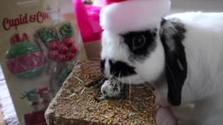 Bunny rabbits open their Christmas present