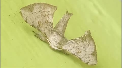 An odd looking moth
