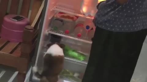 Doggo Just Wants to Chill in the Fridge